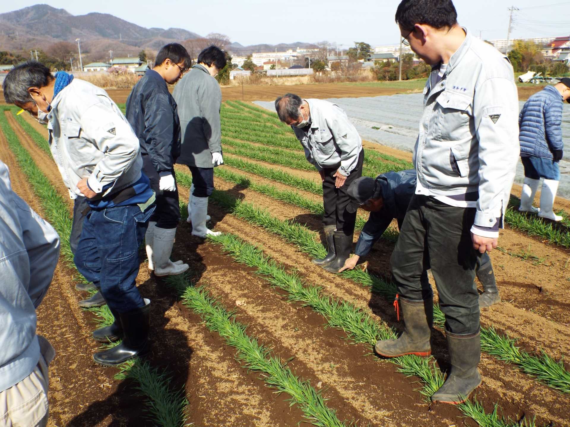 「農福連携」平塚産のカオリ小麦を麦ふみ!