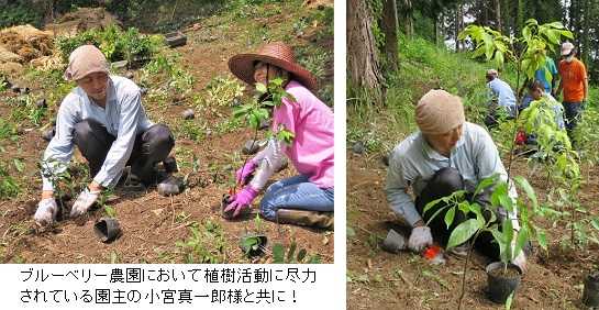 ブルーベリーガーデン旭 植樹活動