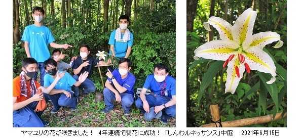 ヤマユリの花に哀悼の念を込めて！