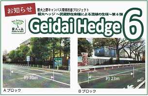 東京藝大／Geidai Hedge 6 に苗木提供！