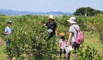 「ブルーベリーガーデンしんわ」観光農園のご案内