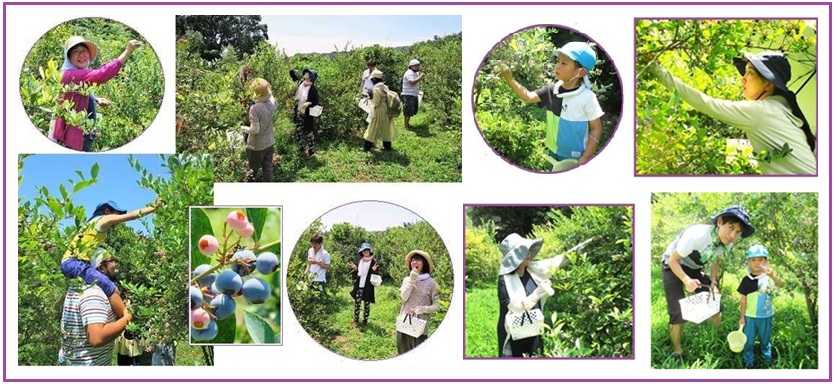 ブルーベリー摘み取り・観光農園のご案内