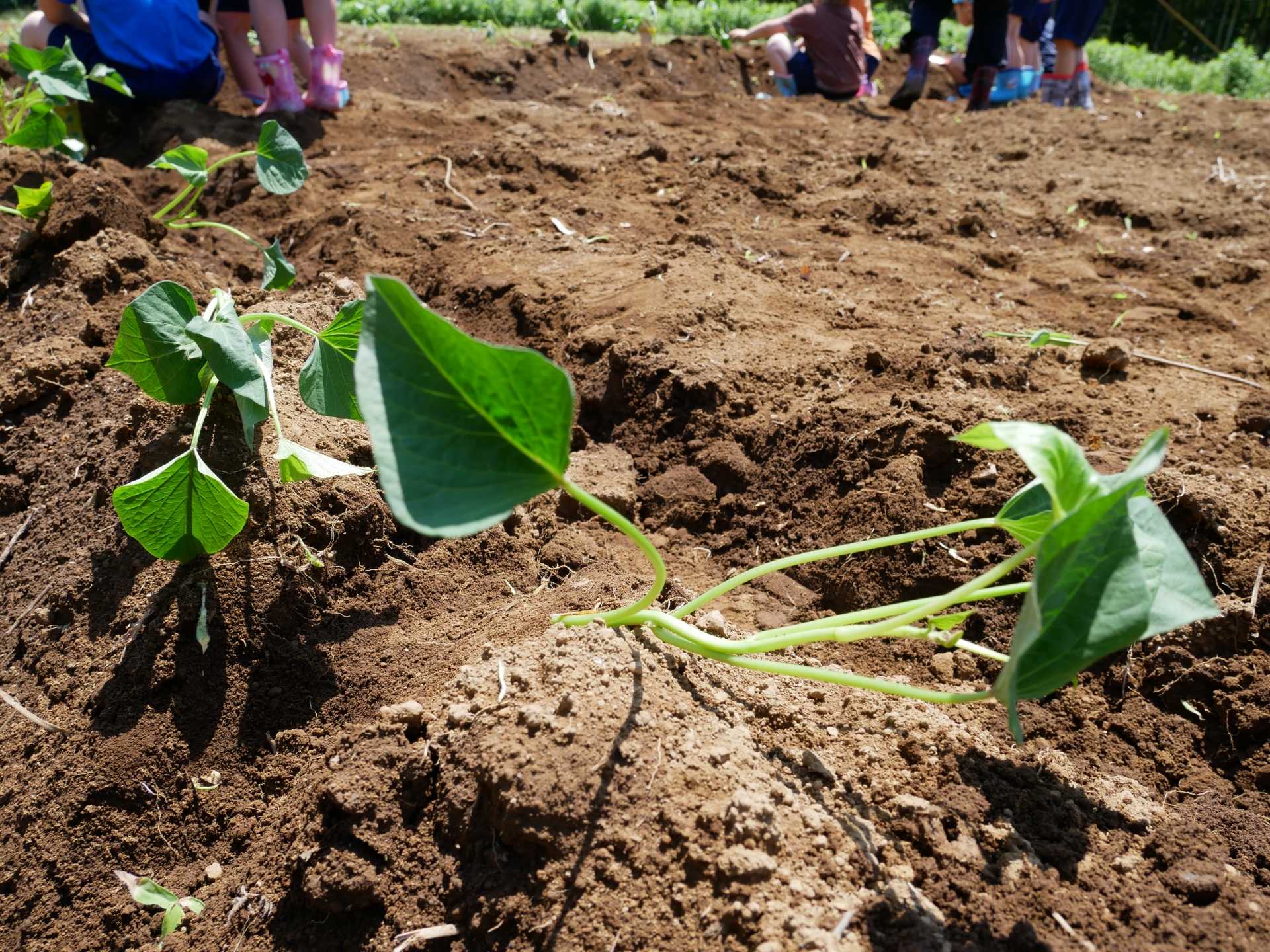 さつまいもの苗を植えました！！ | インフォメーション | 進和学園